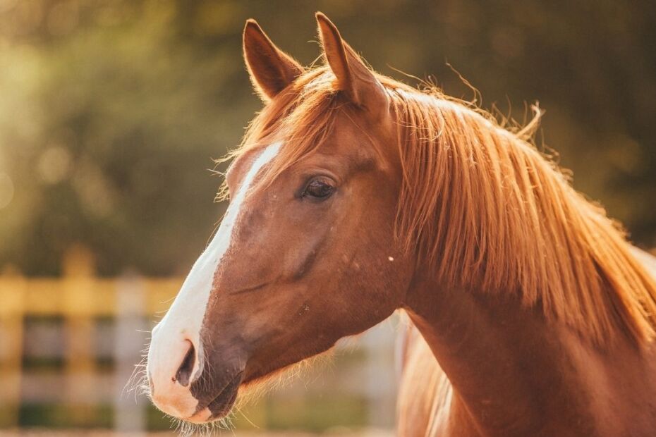 What You Should Know Before Getting a Horse