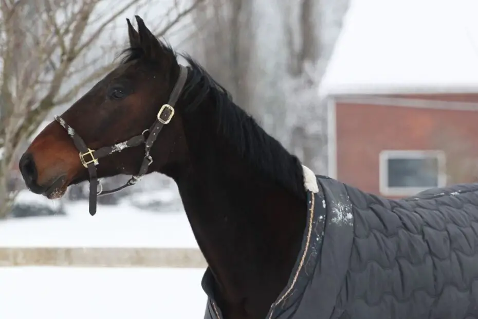 Mistakes To Avoid When Caring for Your Horse This Winter