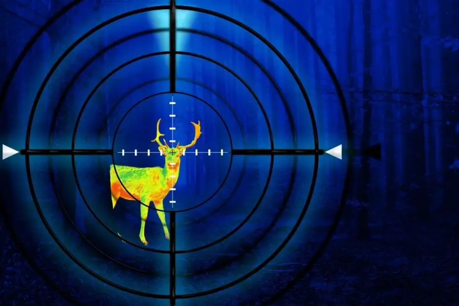 The Top 3 Animals That You Can Hunt at Night