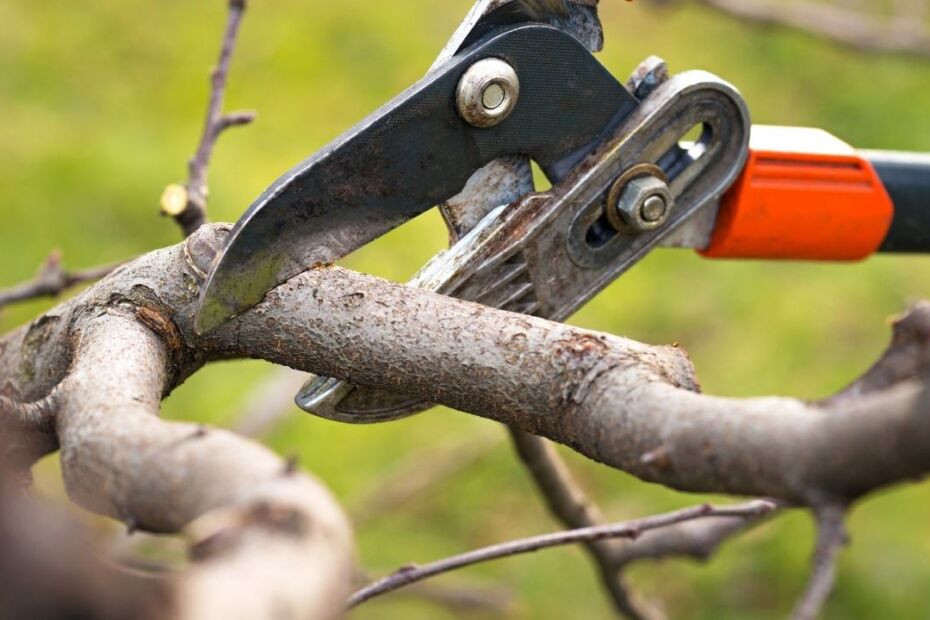 Tree Maintenance Tips for Private Properties
