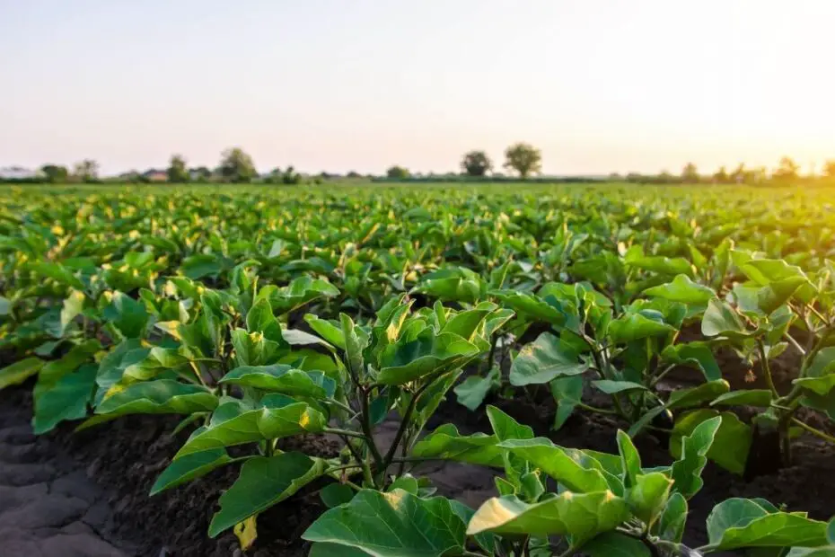 Top Tips To Maximize Your Crop Production This Year