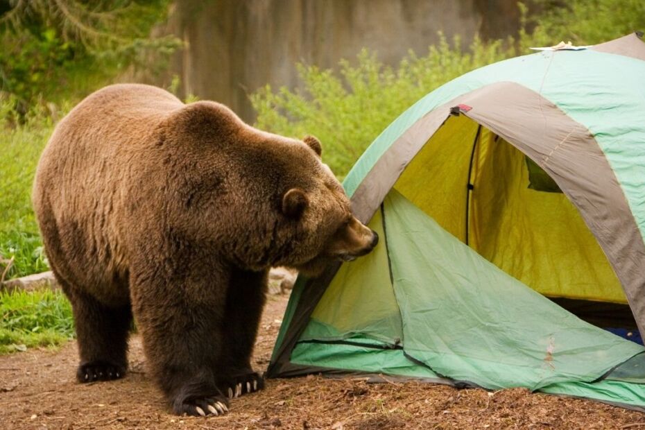 Ways To Protect Your Belongings From Bears