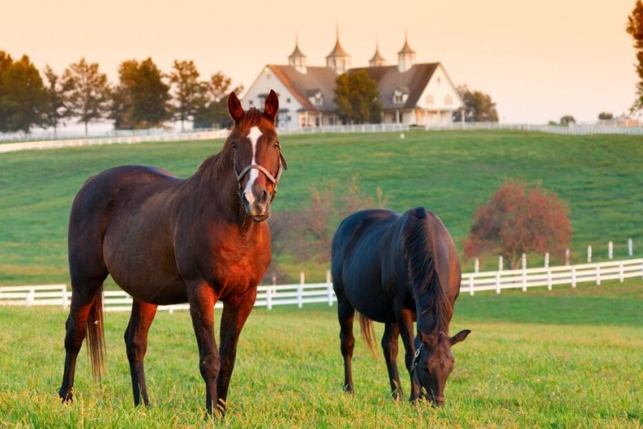 Best Animal Companions To Keep Your Horse Company