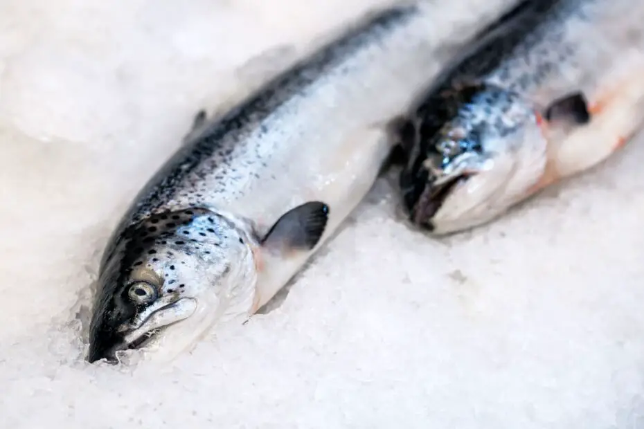 3 Tips for Keeping Your Caught Fish Fresh