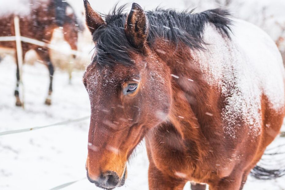 How To Prepare Your Horses for Harsh Winter Weather