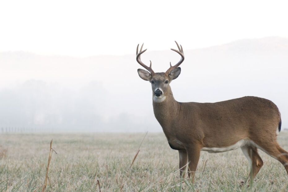 Helpful Tactics When Hunting Whitetail Deer