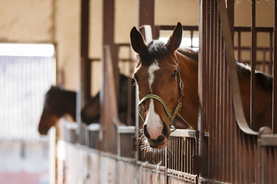 How To Make Your Horse Barn More Sustainable