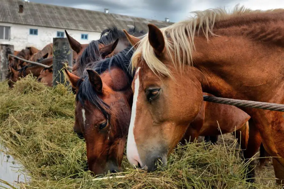 3 of the Best Foods To Feed Your Pregnant Mares
