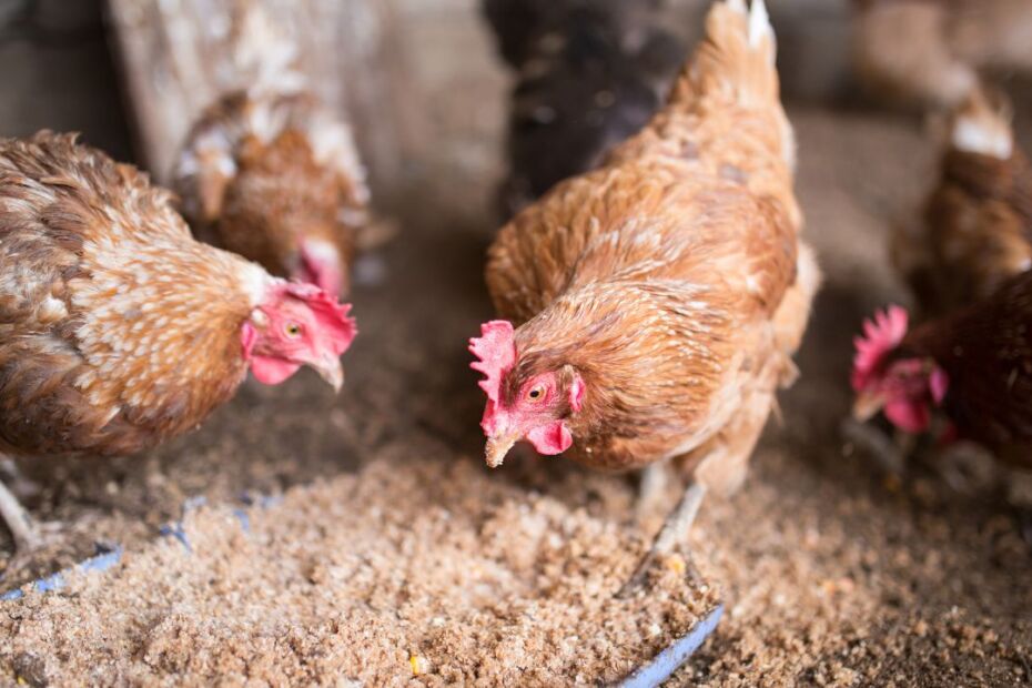 5 Tips To Keep Your Farm Chickens Healthy