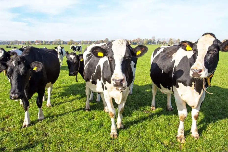 Tips To Improve the Health of Your Cattle