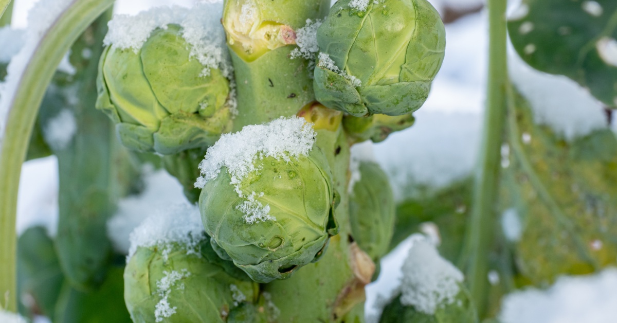 Close-up of a green Brussel sprouts plant with multiple bulbs and green leaves covered in snow outdoors.