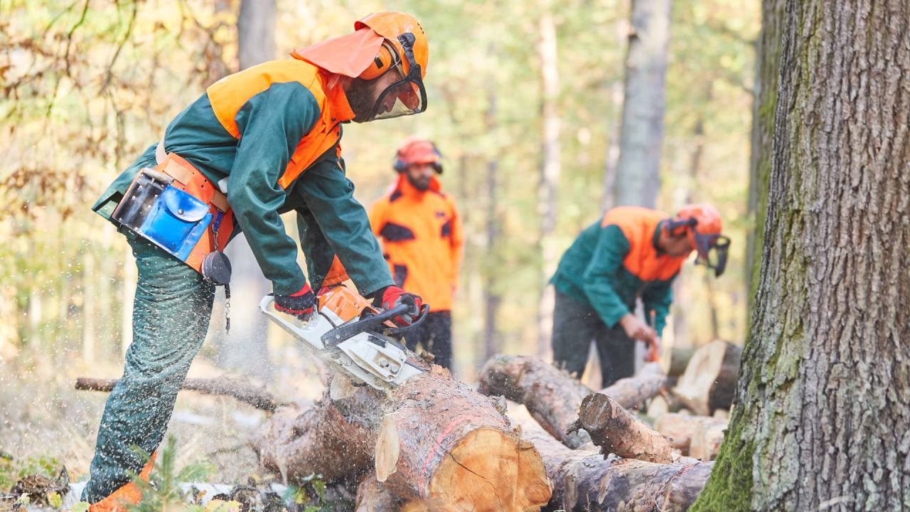 A group of men in a forest wearing safety vests and helmets, using tools such as chainsaws to cut fallen trees.