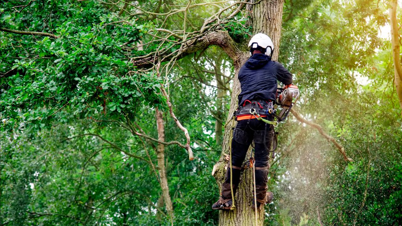 A person in a tree wearing a white hard hat, a blue sweatshirt, and black pants uses a chainsaw to cut down a tree branch.