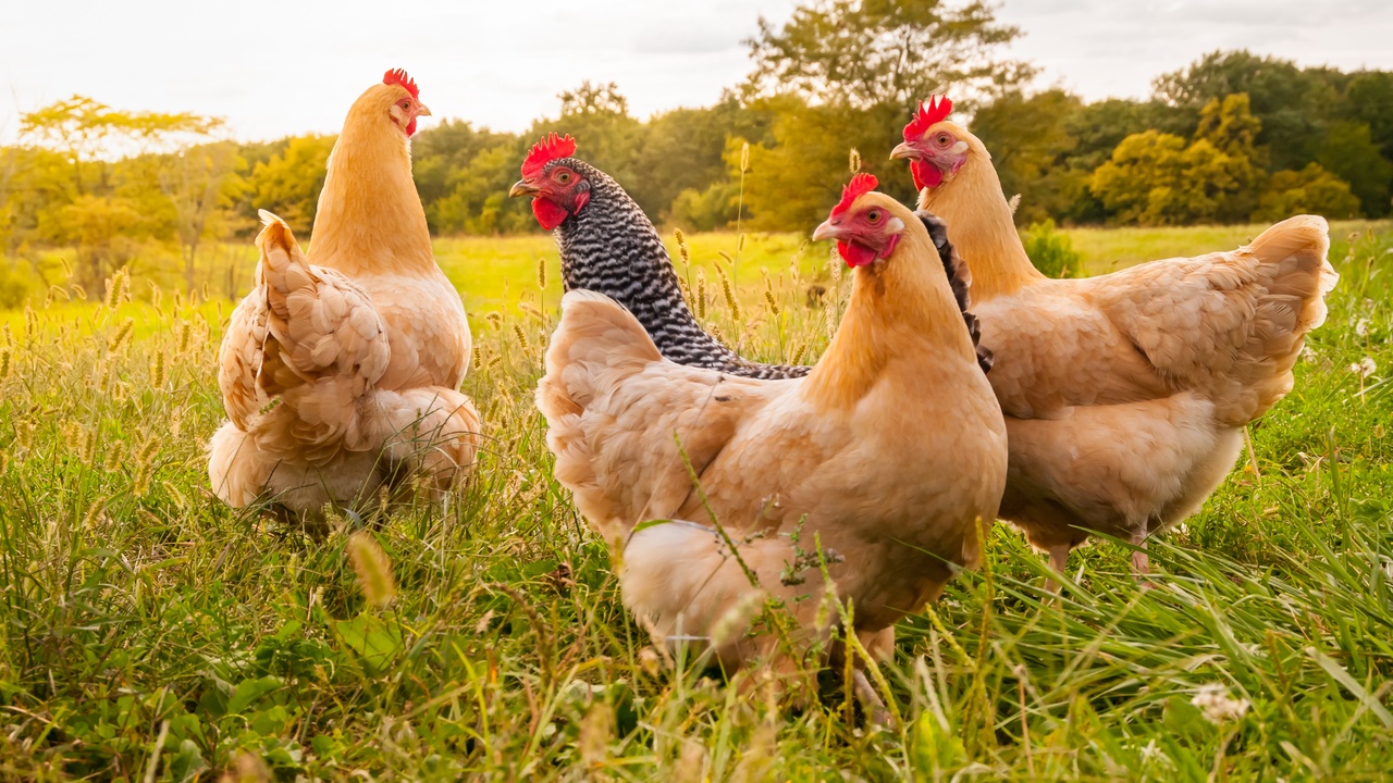 A group of chickens, three light and one dark, gather in a field with greenery in the background, under a sunset.