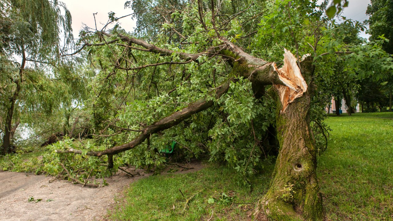 A large tree with a massive crack at its center. The tree has fallen over onto a dirt path in the middle of a farm.