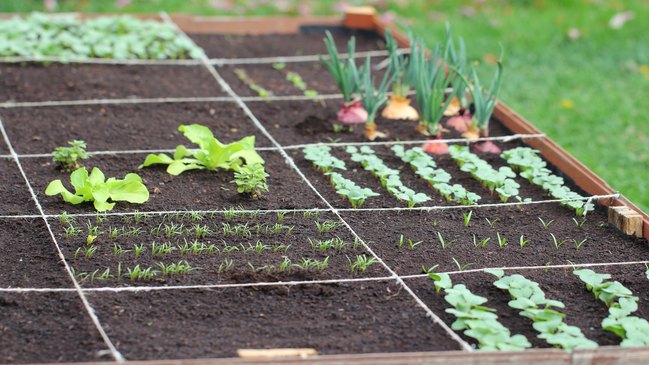 A raised bed garden with dark soil sections designated by white string. Each square section contains a different crop.
