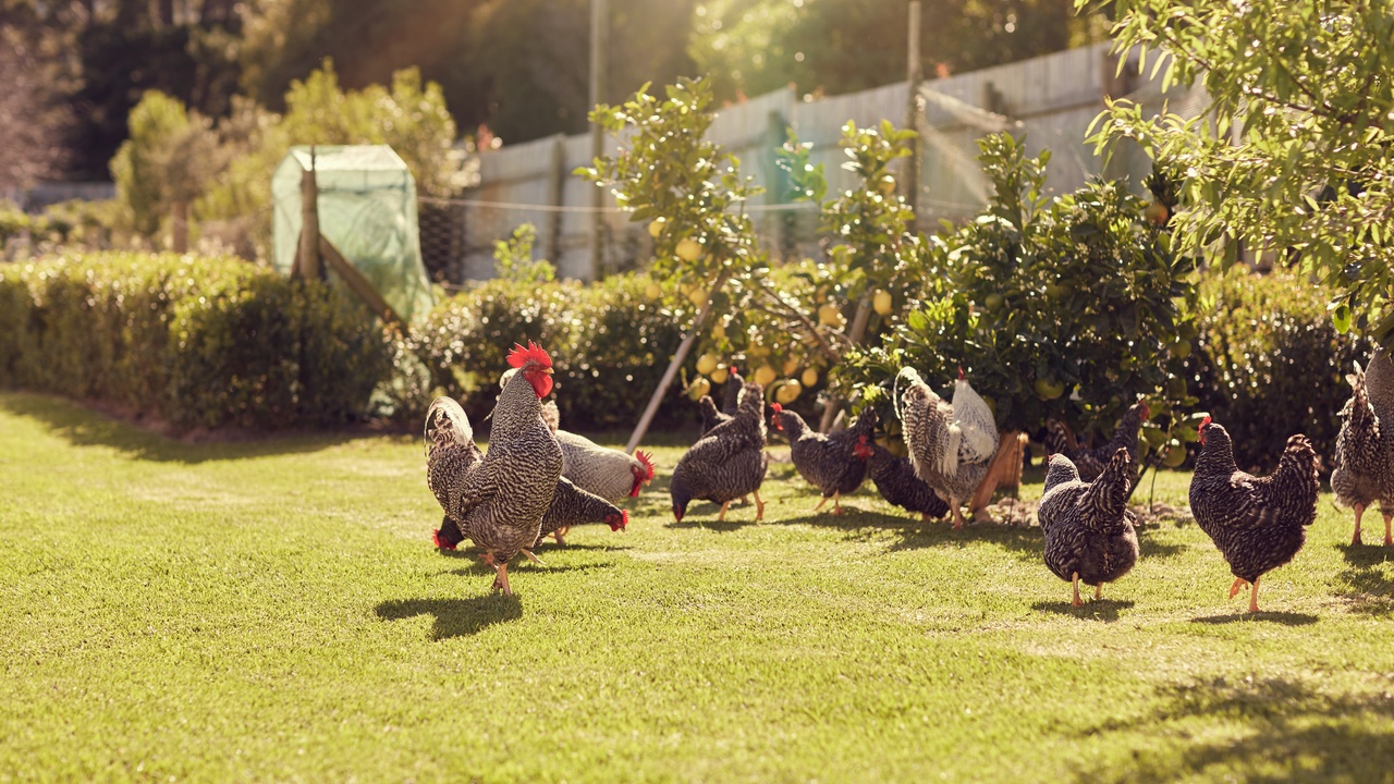 10 free-range chickens in a backyard roam on lush green grass with a fence and vegetation around them during the day.