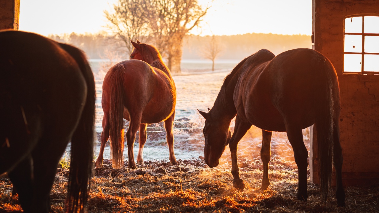 5 Tips for Building a Safe Barn for Your Horses