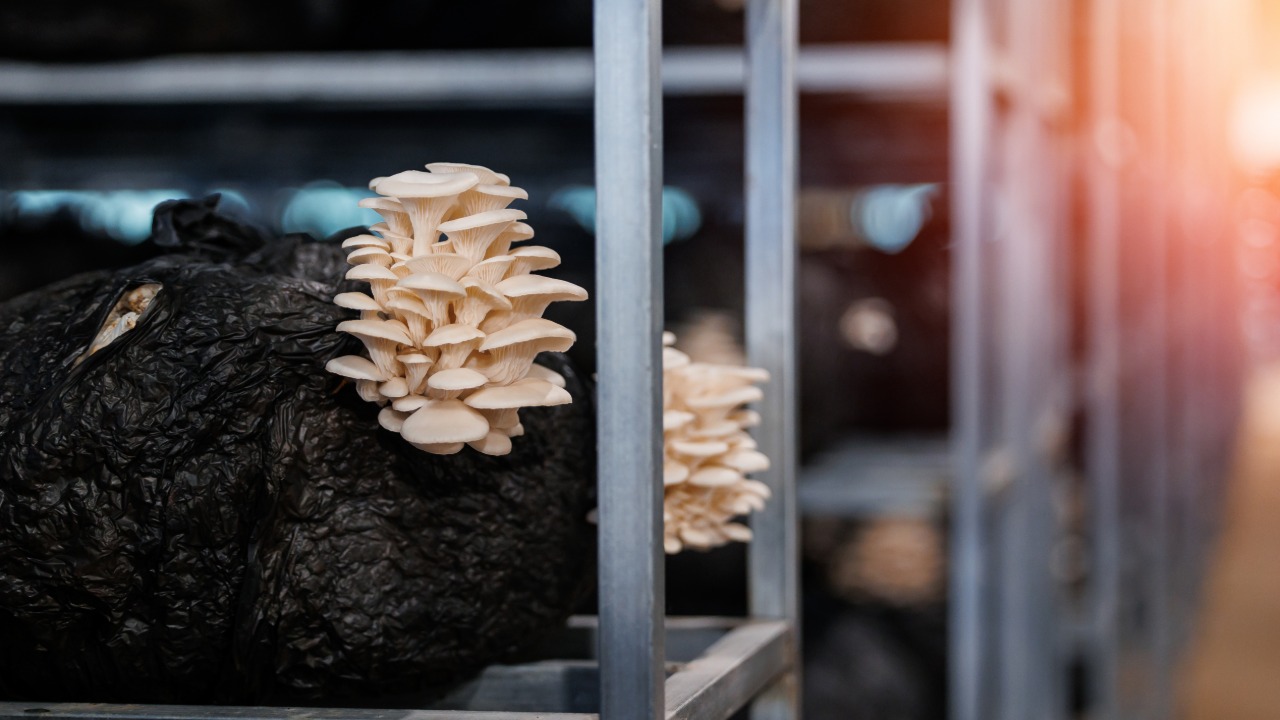 A couple of clumps of oyster mushrooms grow on an indoor farm. The sunshine illuminates the mushroom.