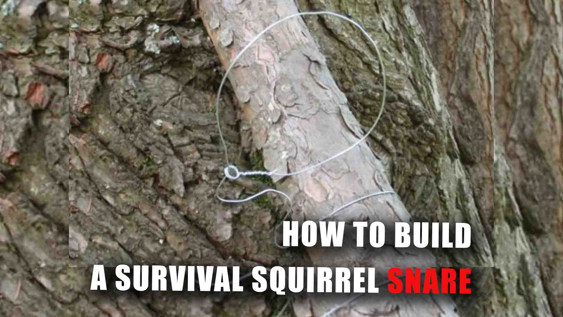 How to Build a Survival Squirrel Snare