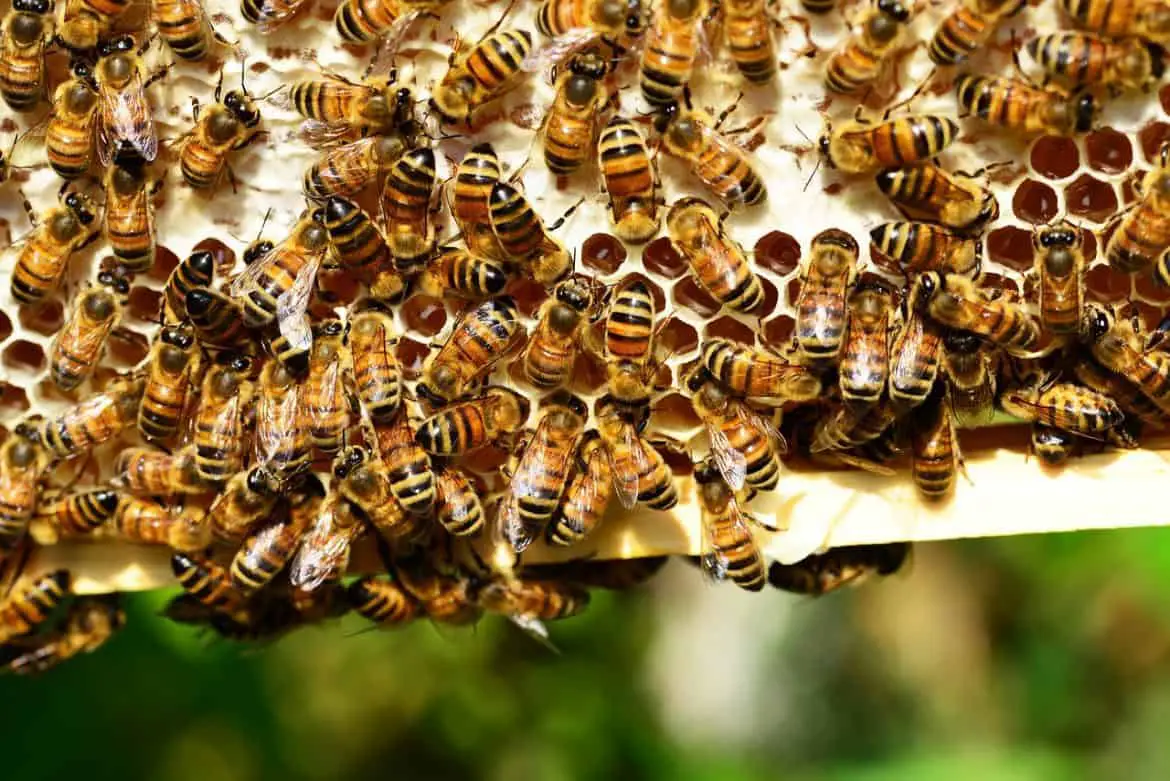 PRN Episode #18 Top Bar Beekeeping for Preppers