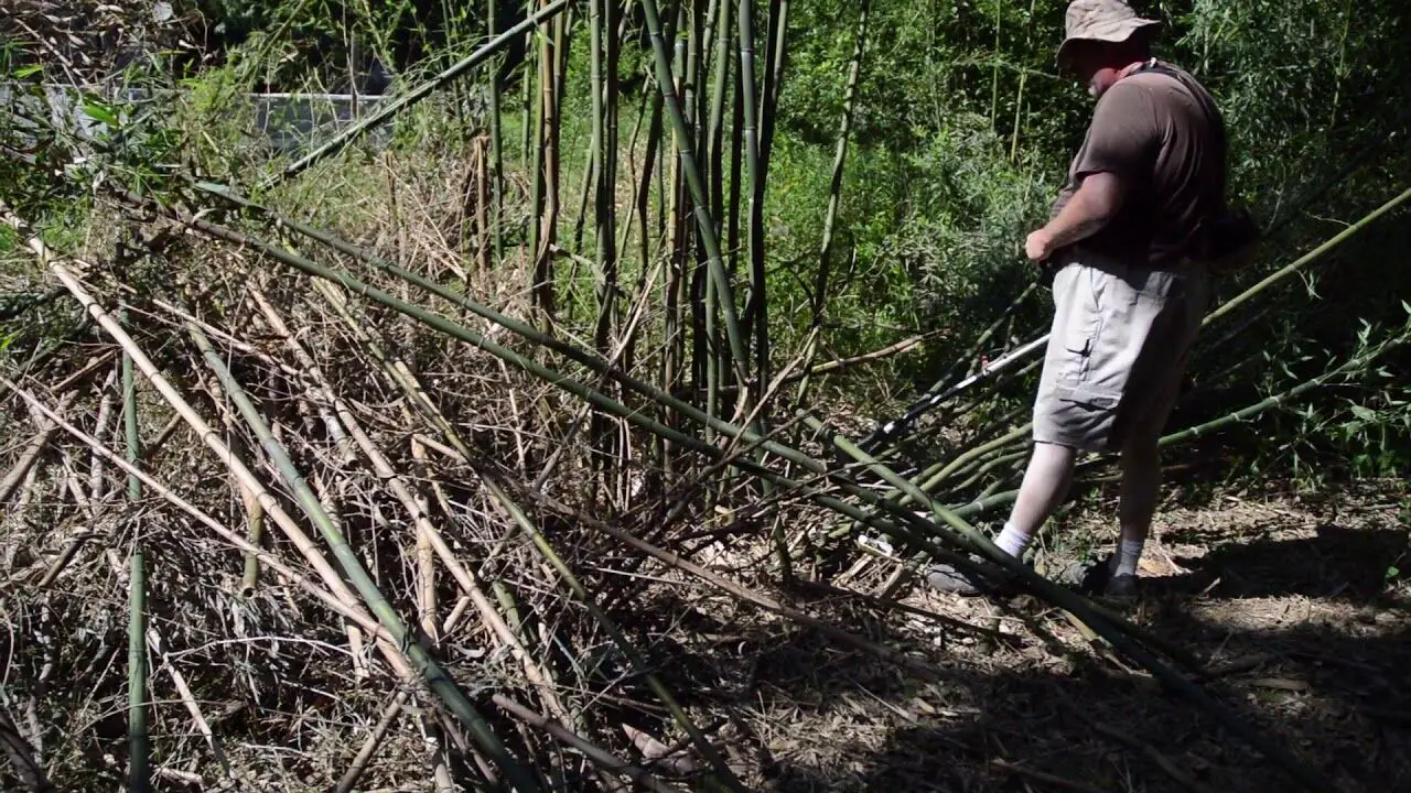How to Cut Bamboo the Easy Way