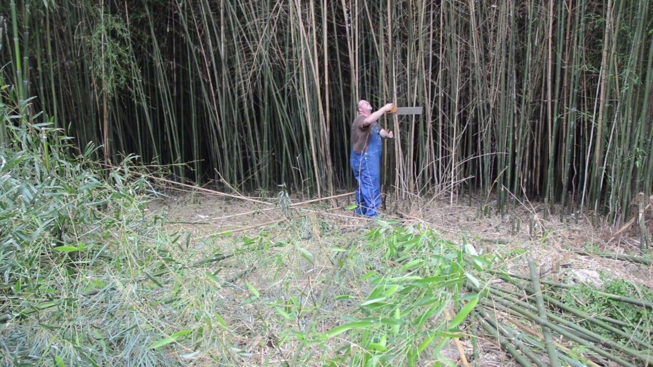 Harvesting Bamboo for a Potential Dome