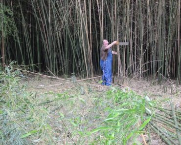 Harvesting Bamboo for a Potential Dome